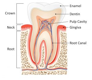 A diagram Showing Internal Structure of a Normal Tooth