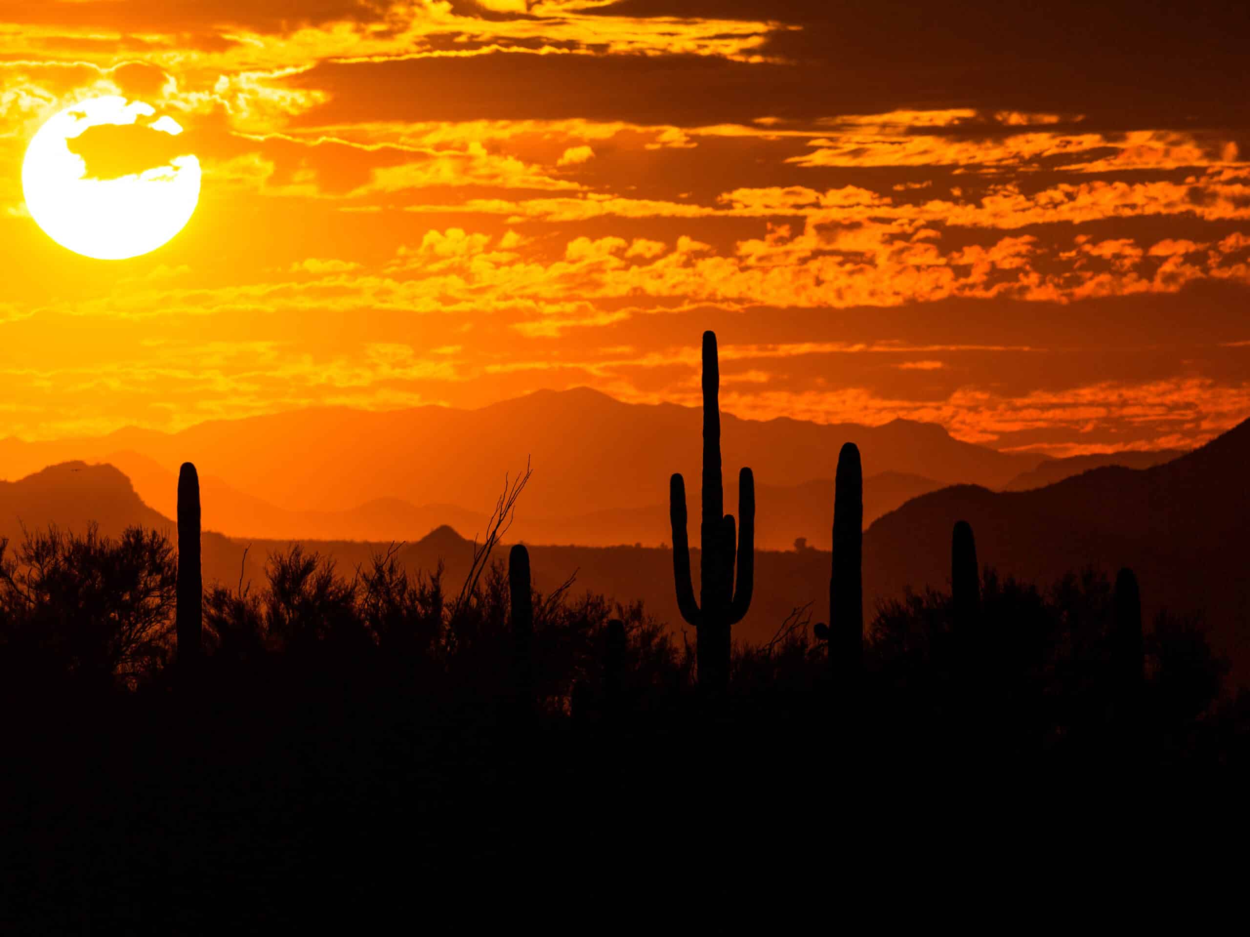 Desert sunset over Oro Valley with silhouetted cacti and mountains, illustrating the region's climate and its impact on oral health.